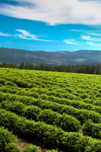 fields at st maries, idaho