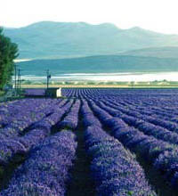 fields of lavender