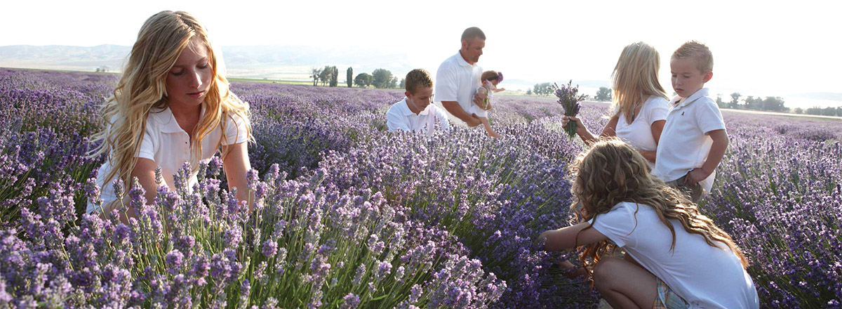Lavender farm